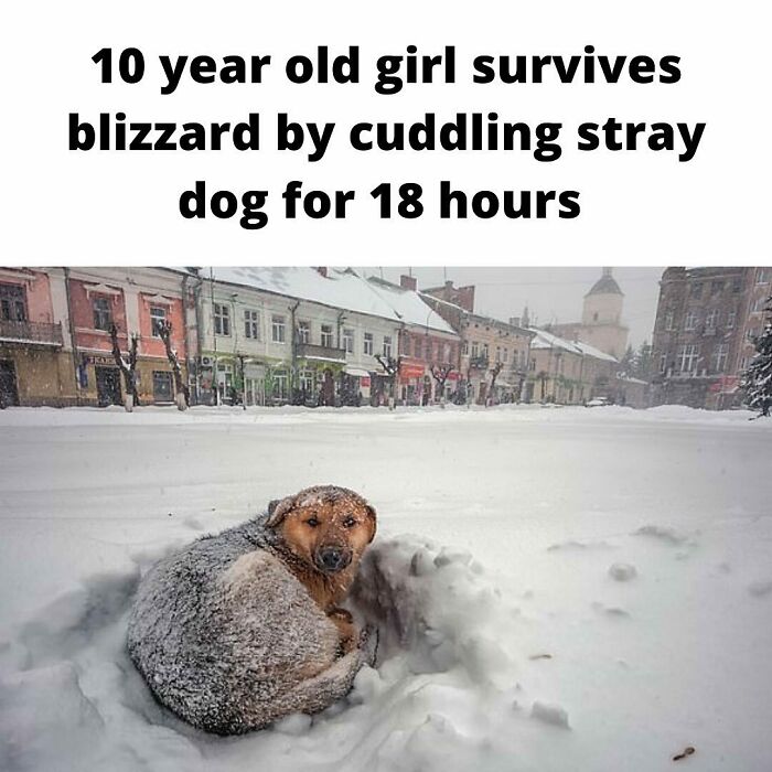 This Is An Absolute Miracle, Straight Out Of Russia, And Of Course A Dog Is Involved. Glad All Involved Are Okay