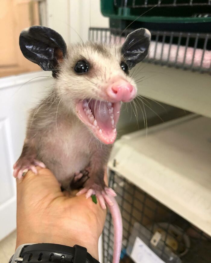 Where Are The Snacks!