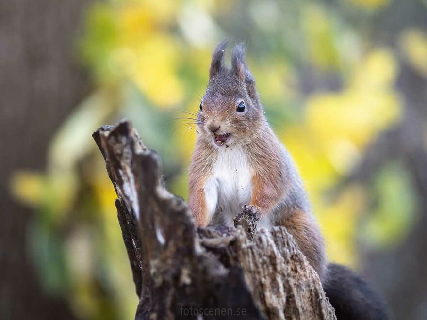 Citizens Of The Forest, It's Time For Change!