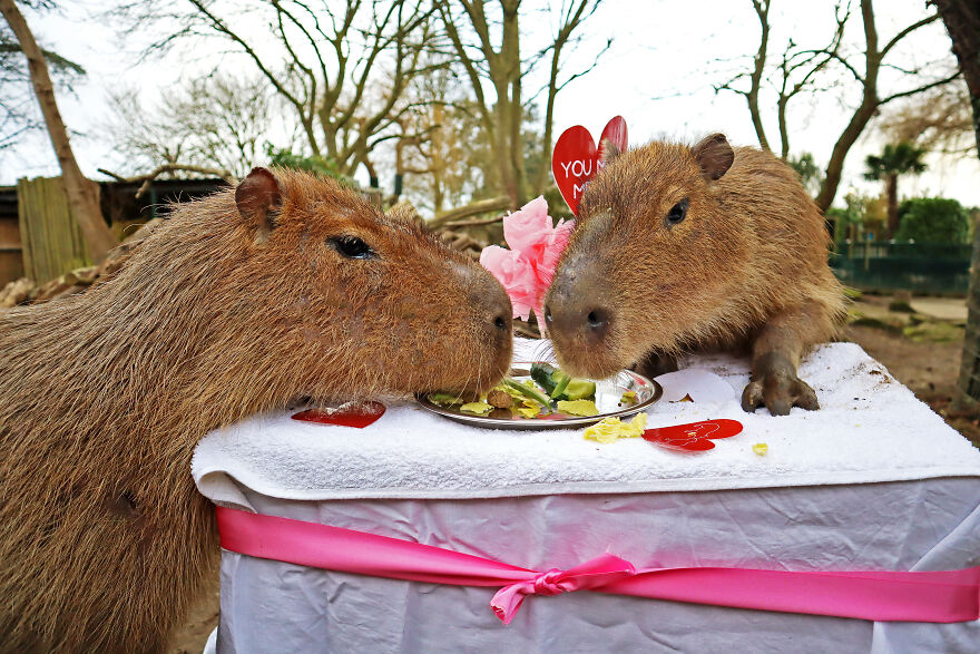 These Capybaras Were Treated To A Romantic Meal For A Capy Valentine's Day