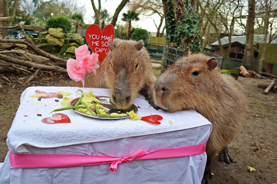 These Capybaras Were Treated To A Romantic Meal For A Capy Valentine's Day