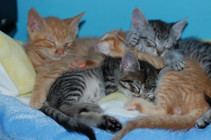 These Furballs Were Found Crying On The Roof Of Our Garage. Goosey, Gizmo, Stumpy (Had A Broken Leg When We Found Her) And Tiny Garfield. All Placed In Homes, Fat And Happy