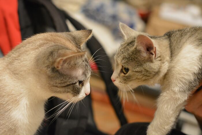 Biscuit, Meeting Mini For The First Time. Biscuit Did Not Approve, A Fact That Mini Has Not Forgotten Now That She's Twice The Size Of Biscuit.