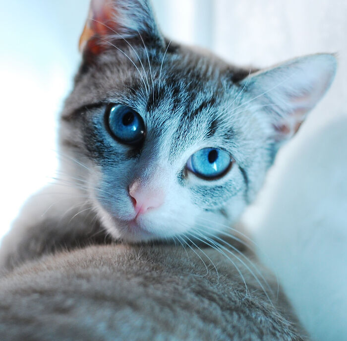 Biscuit, The Pretty Princess That We Tried To Find A Home For Only To Have Her Returned To Us. Twice.