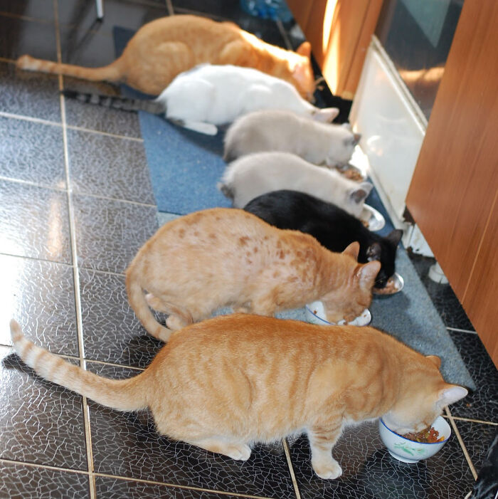 From The Top, Buka, Fluffball, Ernie, Bunny Butt, Blackula, Mangusta, And Garfield. 10 Years Ago, Blackula Is Only One Still Around.