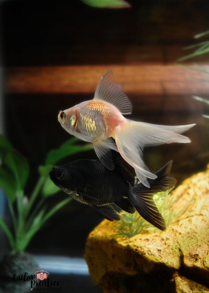 My New Fish, Lume And Gloom