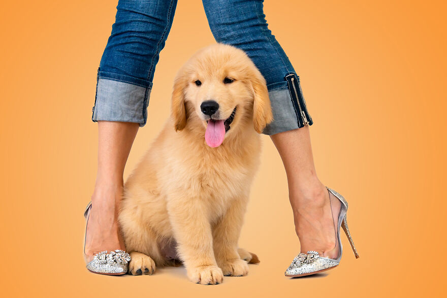 Cute Golden Retriever Puppy In Orange