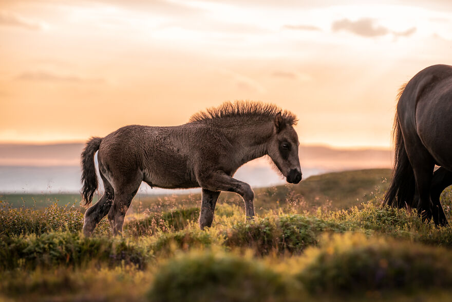 I Took Photos Of Icelandic Horses (6 Pics)