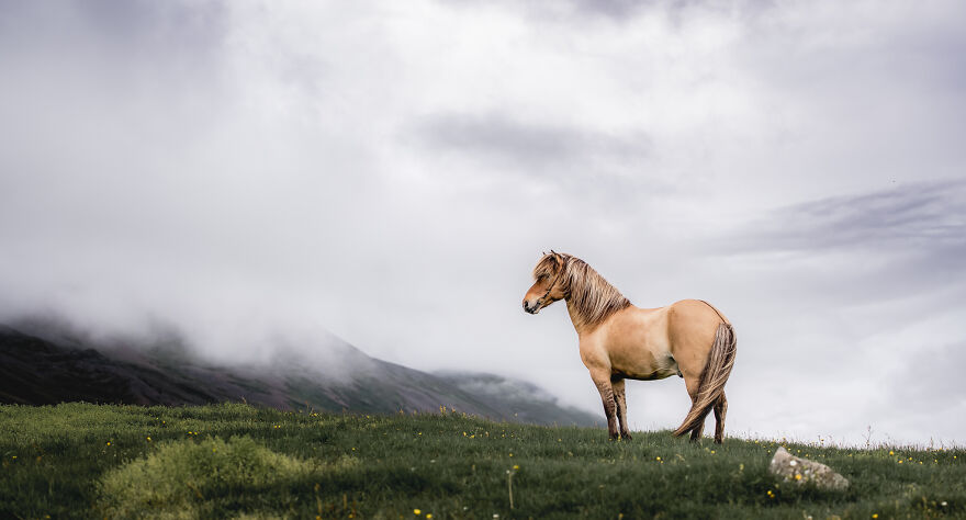 I Took Photos Of Icelandic Horses (6 Pics)