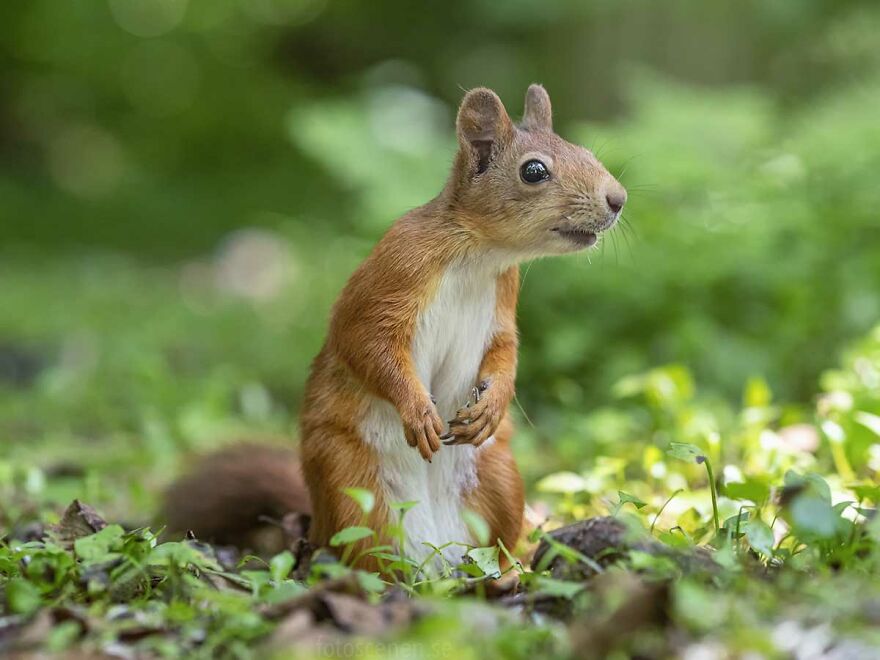 Did You Say Cinnamon Buns?