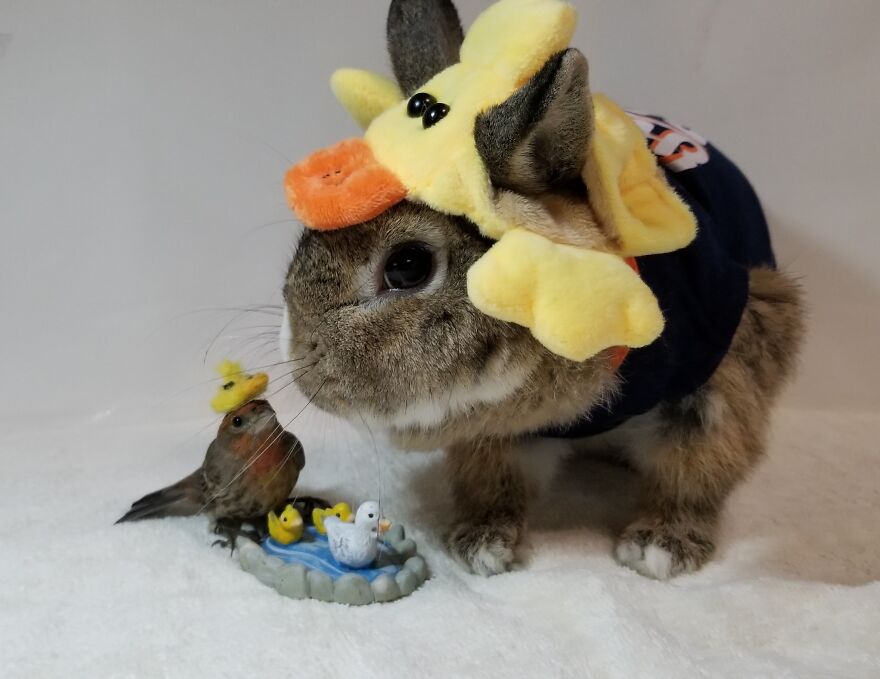 If It Looks Like A Duck, It Is A Duck