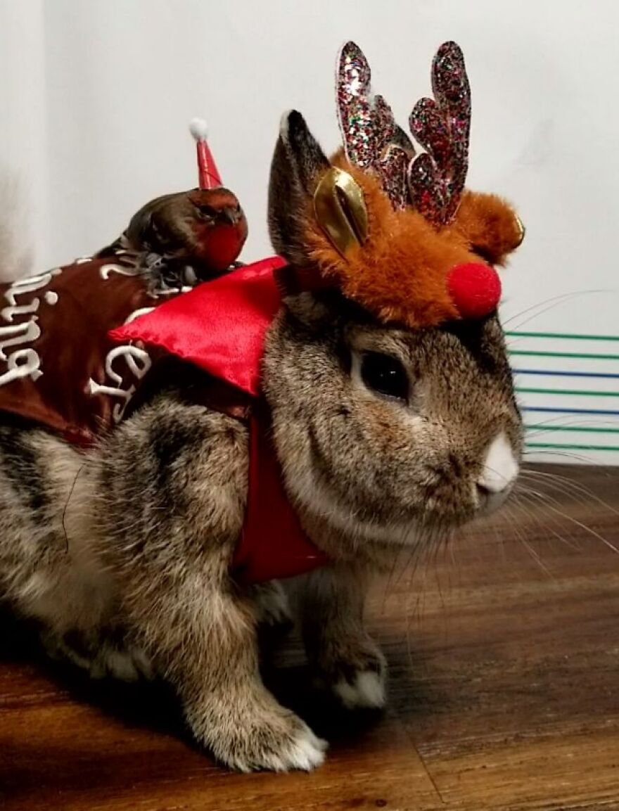 Santa Needs His Reindeer
