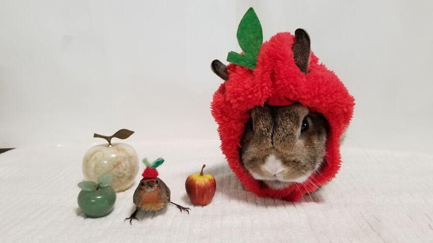 Bite An Apple And Your Wish Will Come True