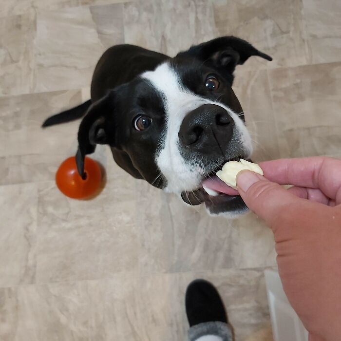 Doyle Loves All The Treats