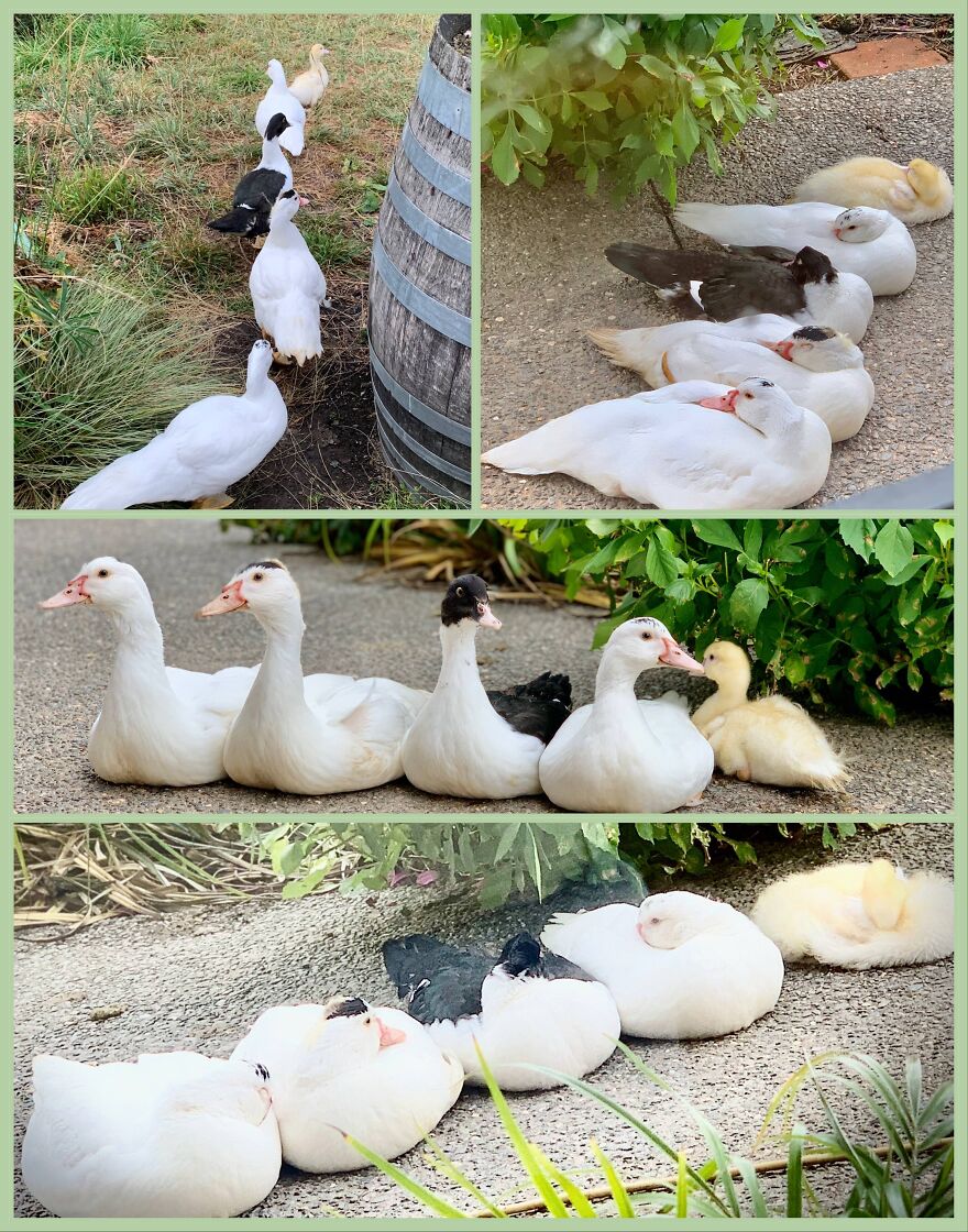 Duck Mama Duck Mama