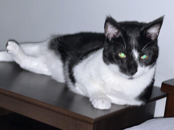 Dominic Just Chillin. His Left Back Leg Is Bent Like That Because It Was Broke And Healed Incorrectly. It Was Like That When We Adopted Him. He Gets Around On It Just Fine.