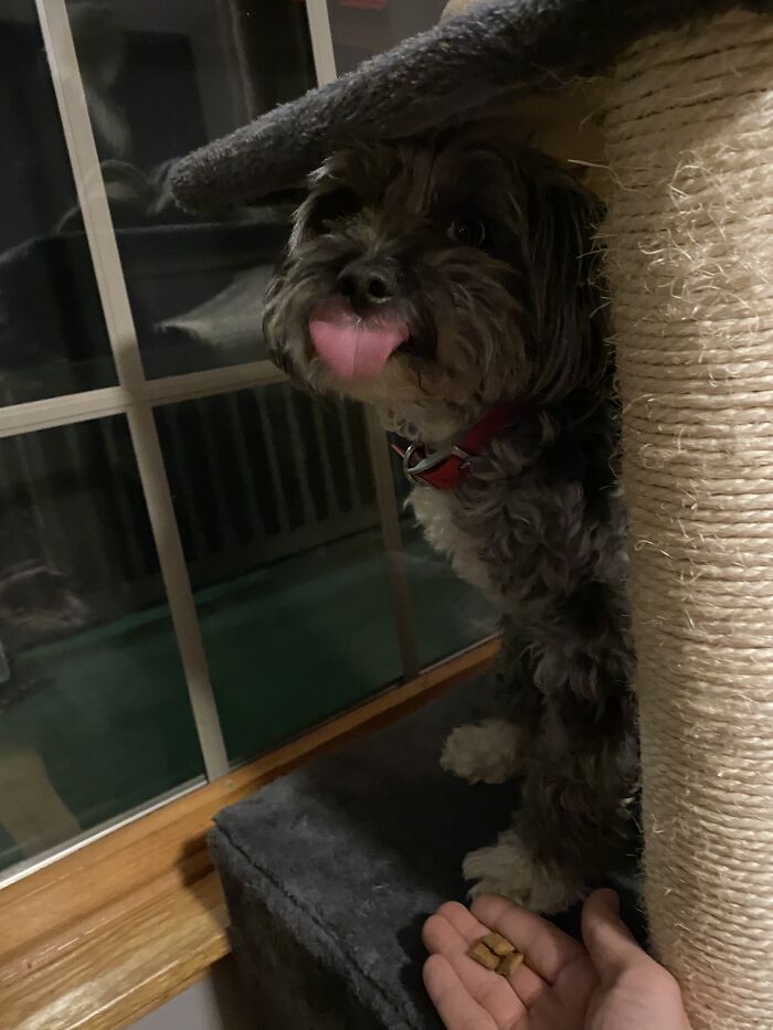 Dixie Waiting For Permission To Take Her Treats (Yes, She Is On A Cat Condo)