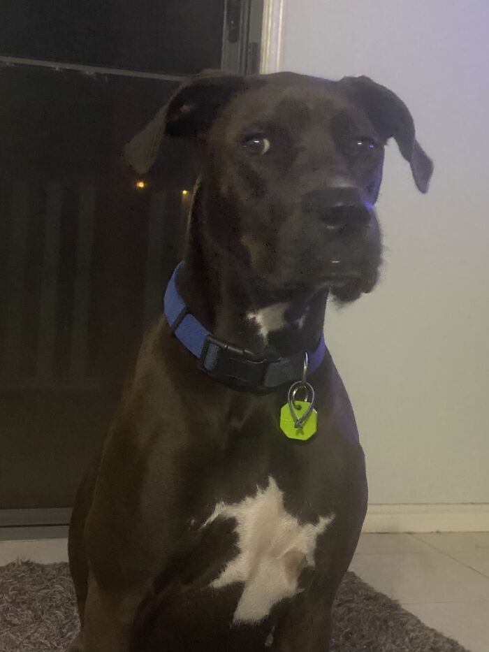 I Was Eating Chocolate He Wanted Some I Said No And I Got This Look