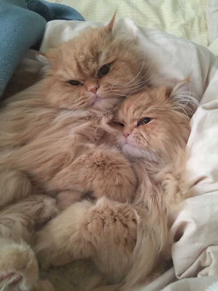 Felix And Gizmo Brothers In Arms..