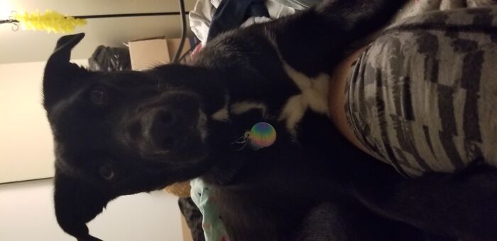 My Dog Wouldn't Let Me Get Up