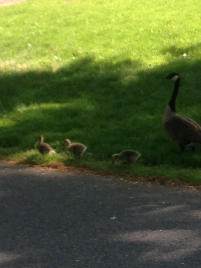 Little Fluffy Duckies