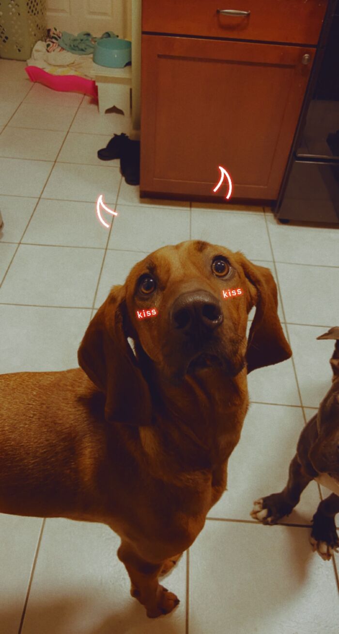 My Friends Dog Sniper