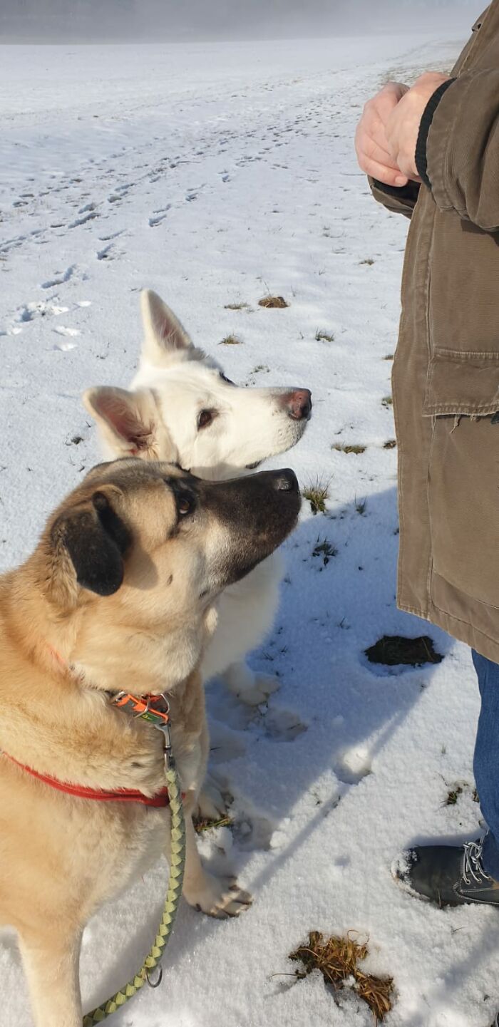 My Mom's Dog Mira And Her Best Buddy Are Always Ready For A Treat