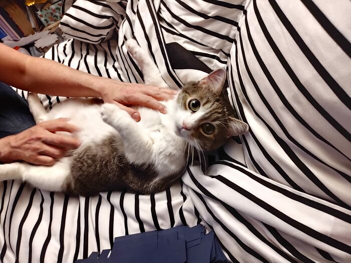 She's Mini, Mini-Beluga To Be Exact. Her Hobbies Are Obviously Kibbles!