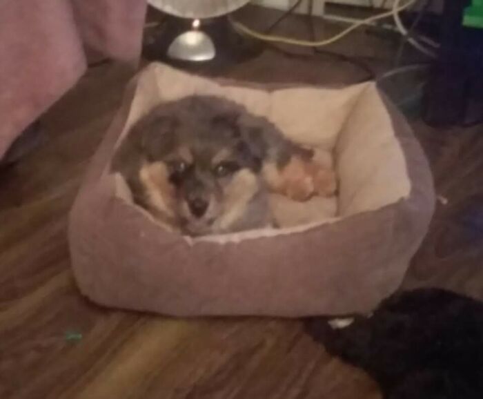 This Australian Shepherd Came Into My Home And Never Left (10 Pics)