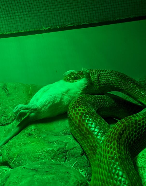 Rosetta, My Sweet Baby Piece Of Spaghetti