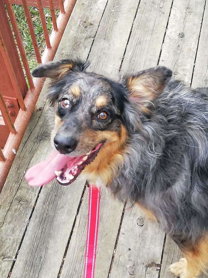 This Australian Shepherd Came Into My Home And Never Left (10 Pics)