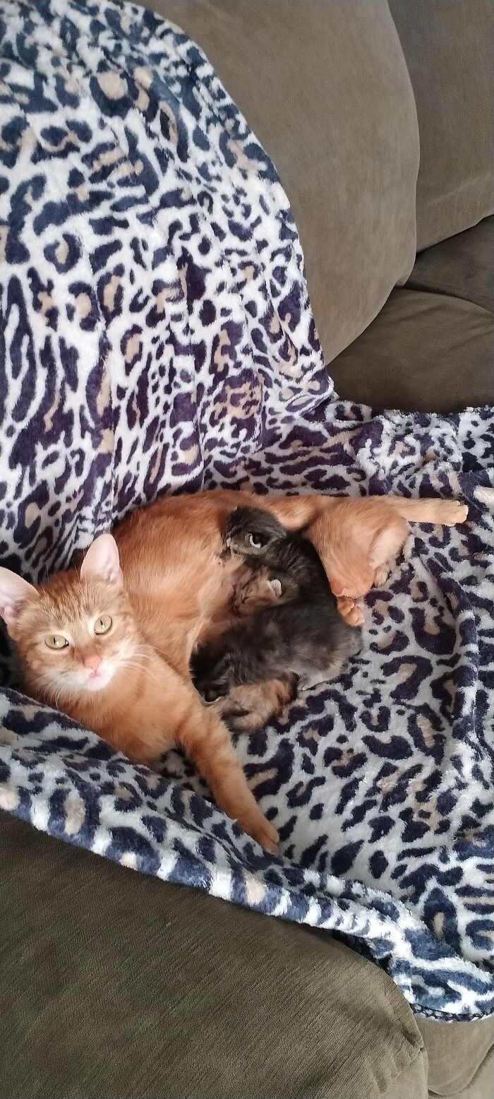 Goldie & That Kidz 🐱🐱🐱🐱