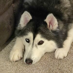 thepenguinbandit avatar