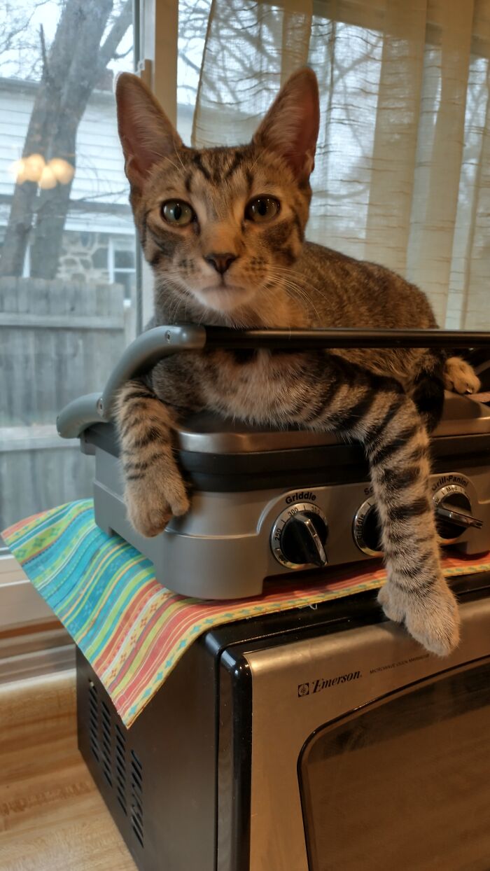 My 2nd Grand Cat Gizmo 😻