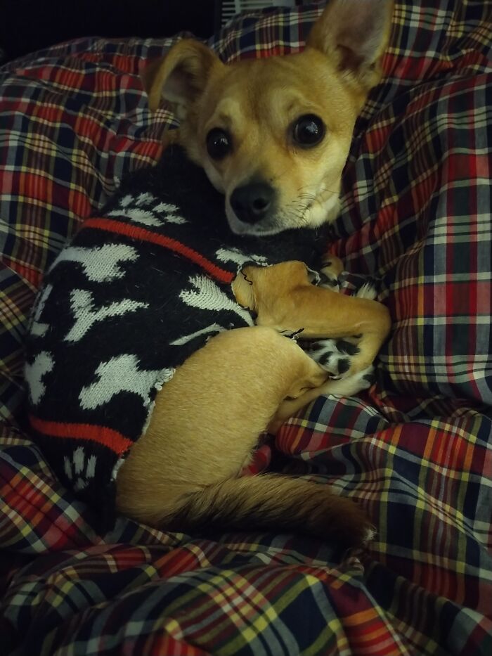 Pookie's Interested But Is Too Comfy To Get Up