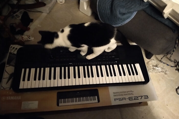 Miss Boss And Her New Toy