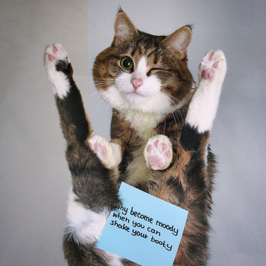 Feline Meowtivational Speaker: Best Affurmations And Pawsitive Messages You Might Need For Your Day