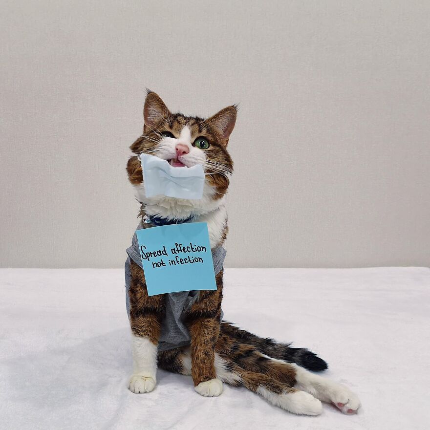 Feline Meowtivational Speaker: Best Affurmations And Pawsitive Messages You Might Need For Your Day