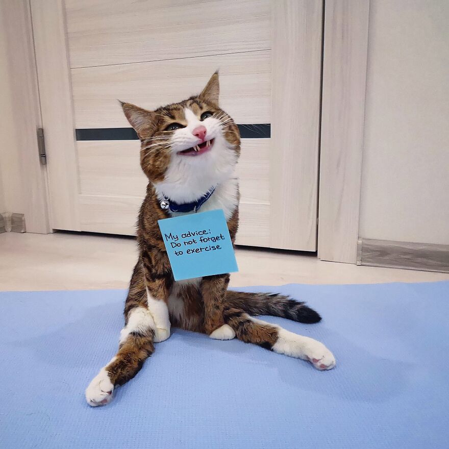 Feline Meowtivational Speaker: Best Affurmations And Pawsitive Messages You Might Need For Your Day