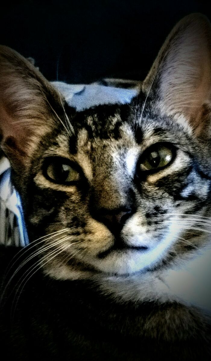 My Grand Cat Soxx😻