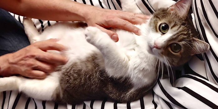 This Is Mini, Her Name Didn't Start Off Ironic, But Somehow She Knew It Would Increase Her Cuteness Factor