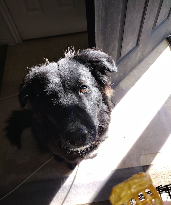 Atlas, Our 11 Mo Border Aussie 