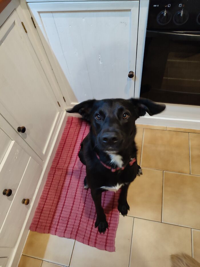 Oh Boy Oh Boy Oh Boy