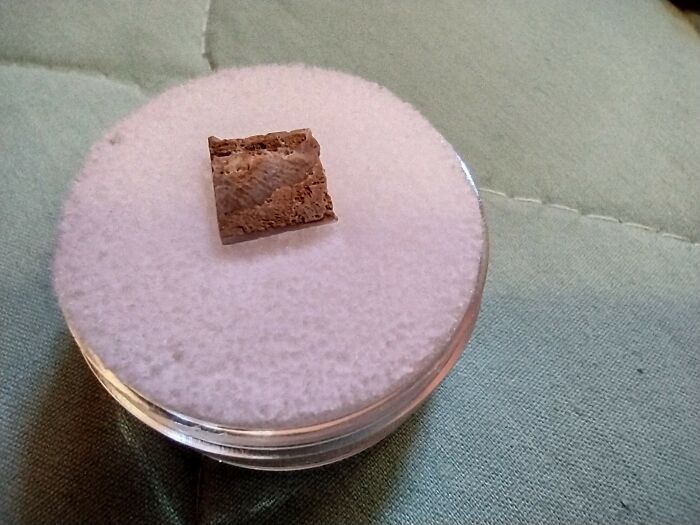 Oldest Known Fossil: 3.48 Billion Year Old Stromatolite