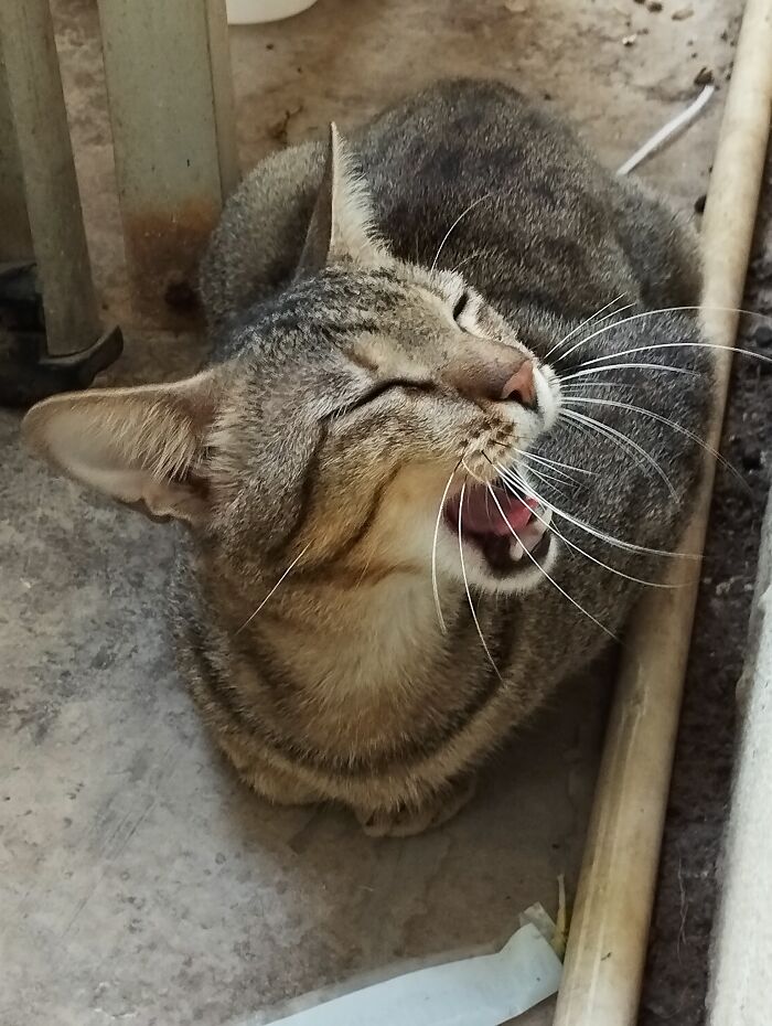 Hooman Where's My Food?