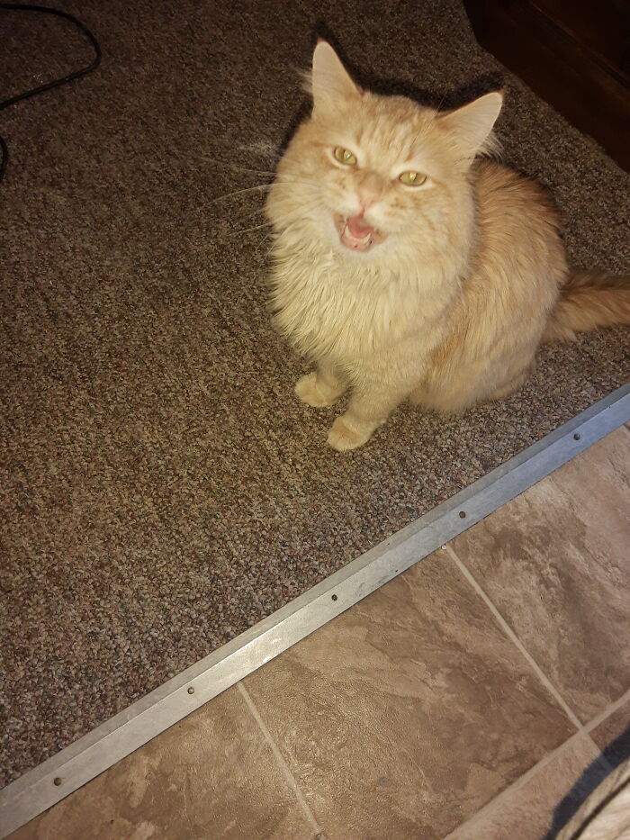 My Sweet Boy, Poo Poo. 😻