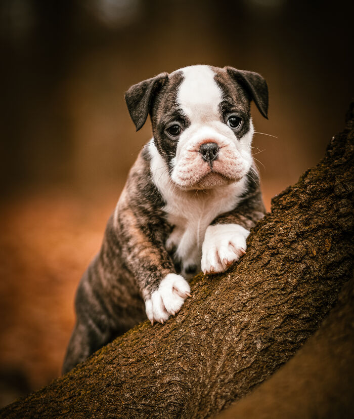 My Most Favorite Pics Since I Started Dog Photography ( 35 Pics )