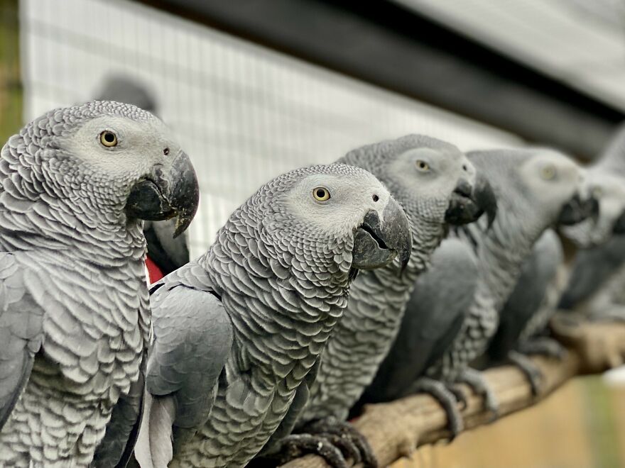The Famous 5 Swearing Parrots Move To Flocking Great Enclosure. The Famous 5 Swearing Parrots Move To Flocking Great Enclosure.