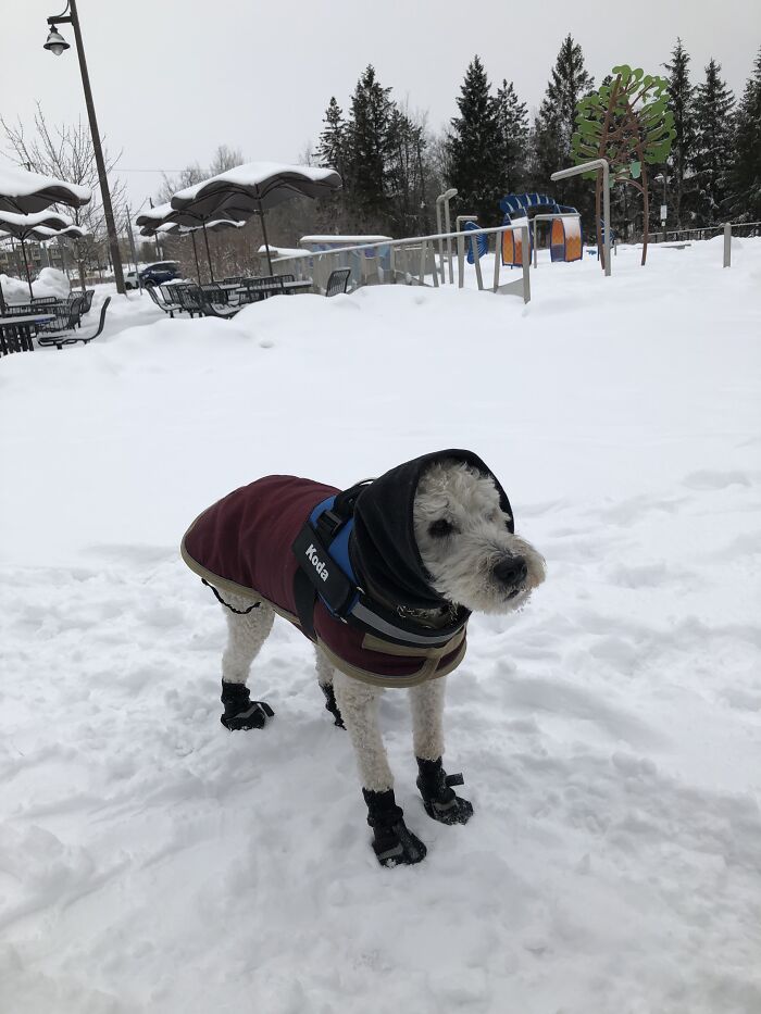 Hes Getting Old And The Cold Is Too Much For Him