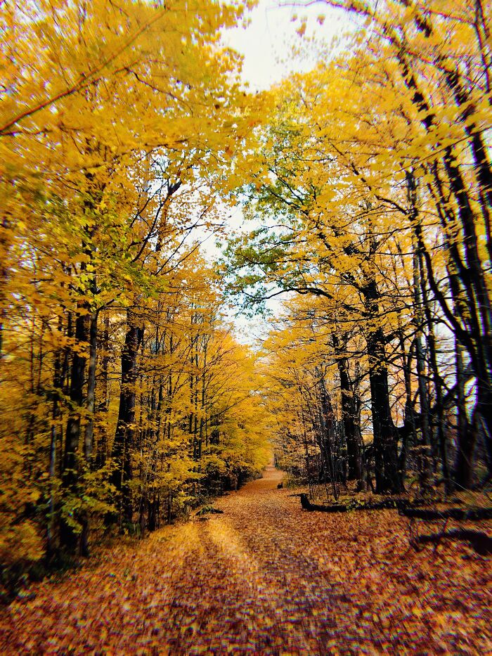 The Forest Is My Favourite Place